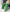 Windbreaker Pants Oversized - Green